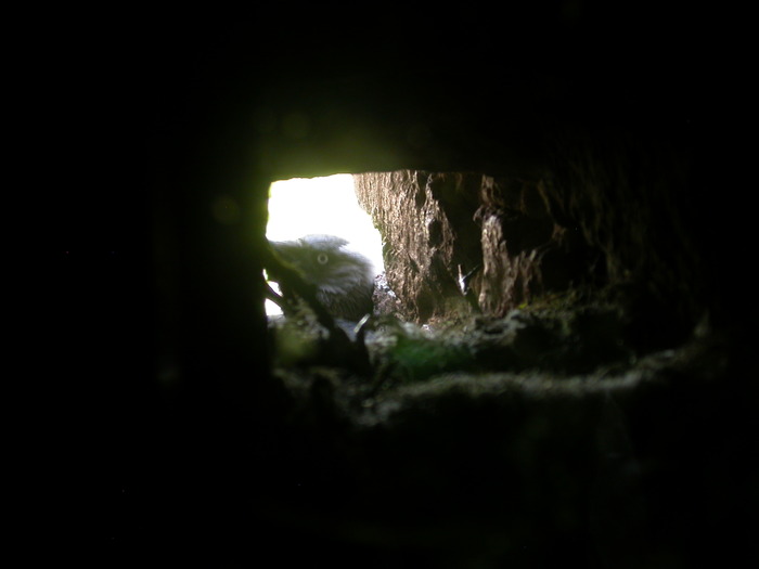 jackdaw nest