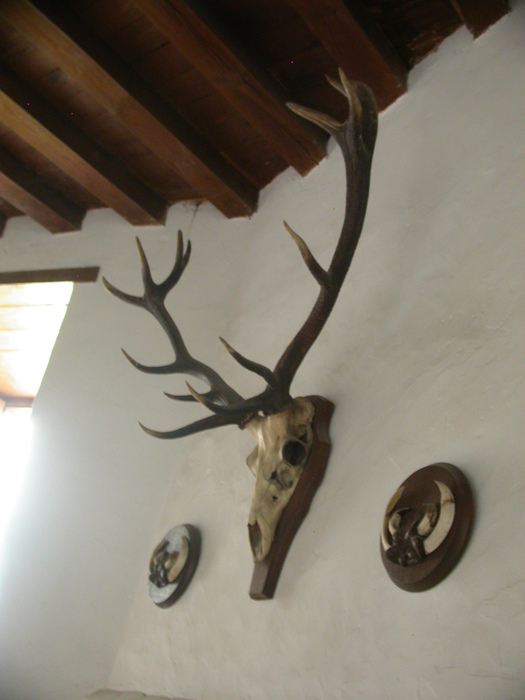 elk skull