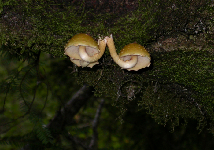 mushroom photo