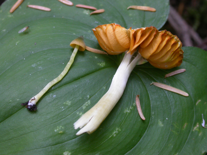 mushroom photo