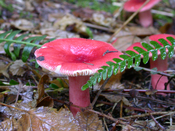 mushroom photo