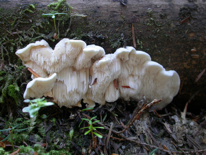 mushroom photo