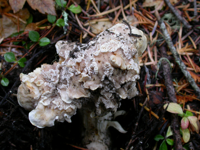 mushroom photo