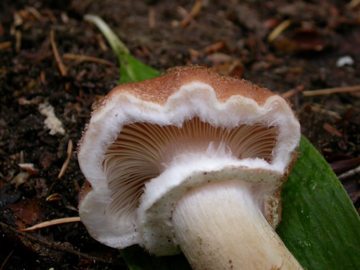 mushroom photo