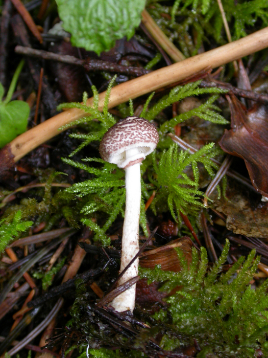 mushroom photo