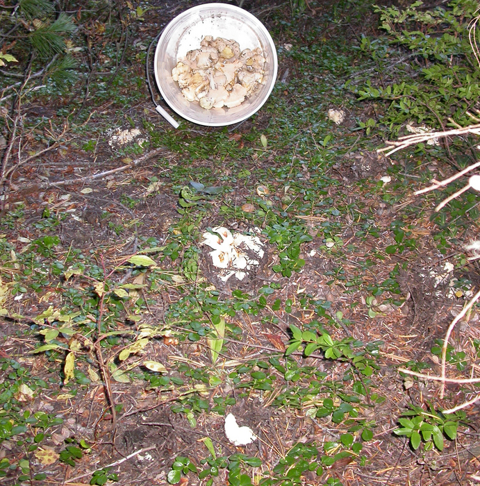 mushroom photo