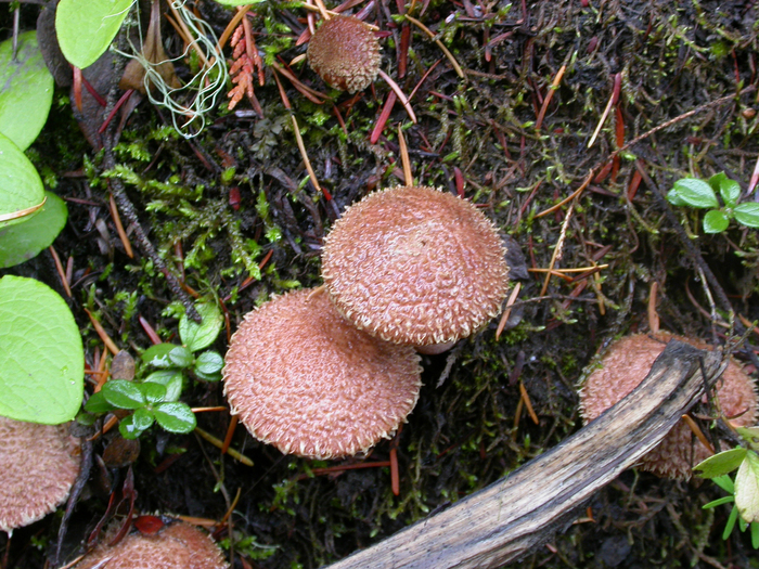 mushroom photo