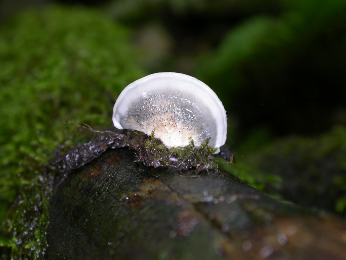 mushroom photo