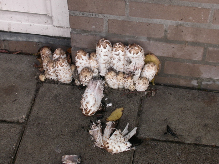 shaggy manes in the cement