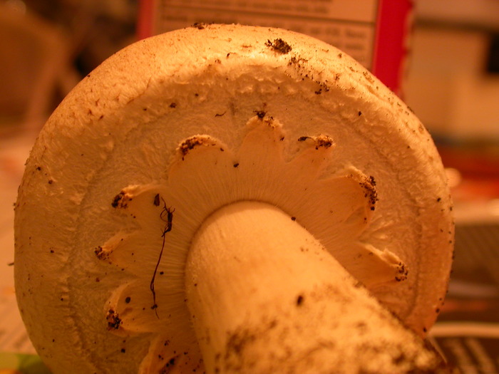 Agaricus arvensis