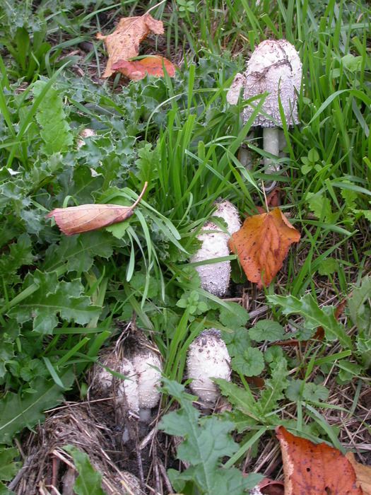 shaggy manes in the thistles