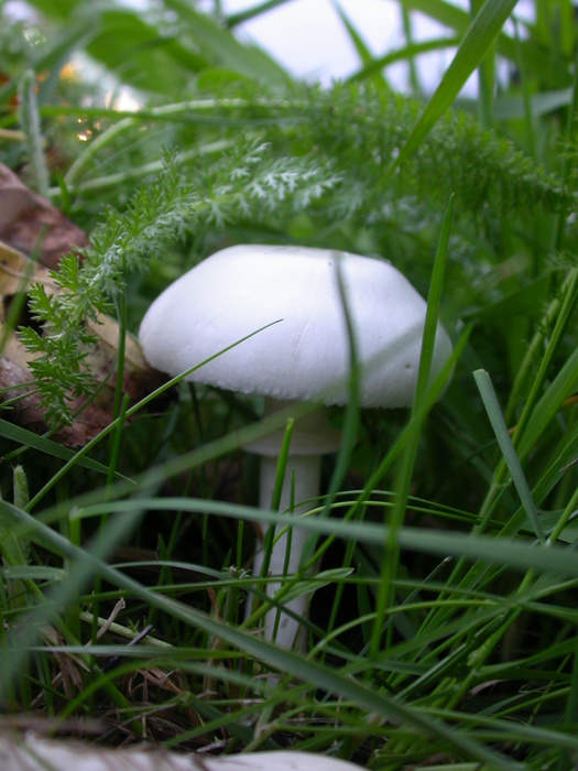 Leucoagaricus holosericeus