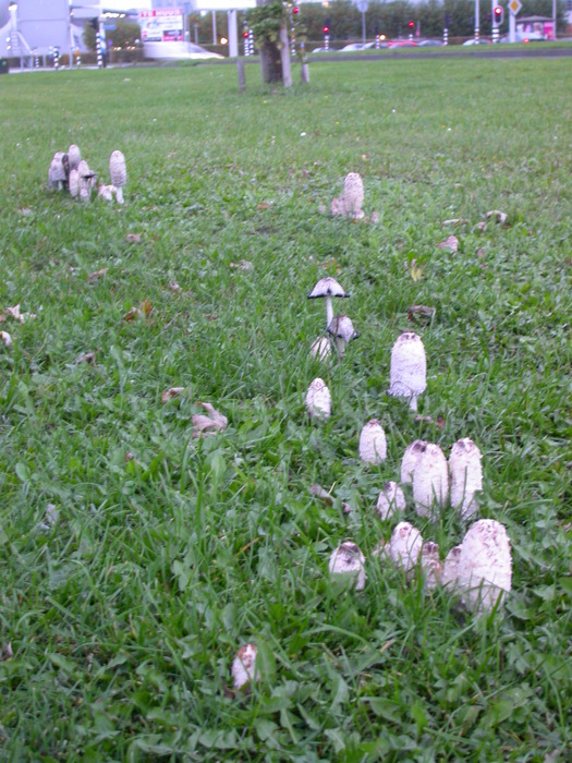 shaggy manes in the city