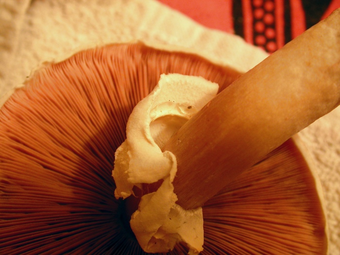 pink-gilled agaricus