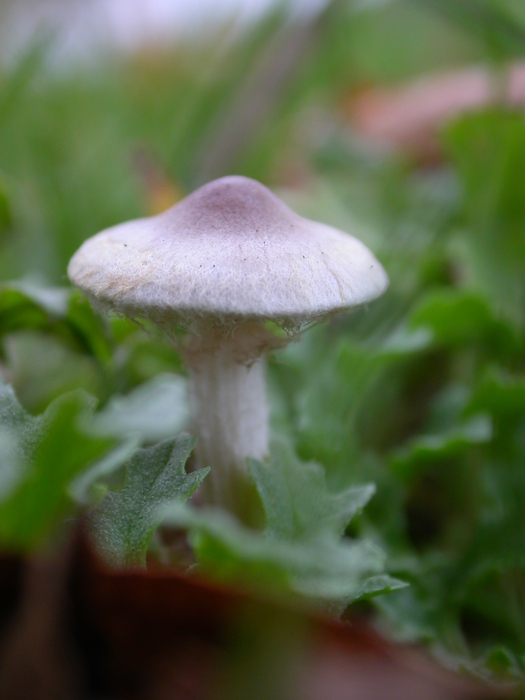 cortinarius?