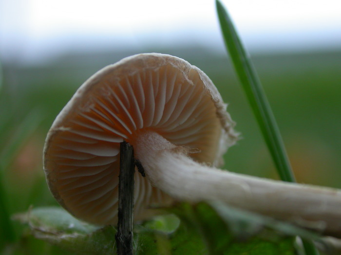 cortinarius?