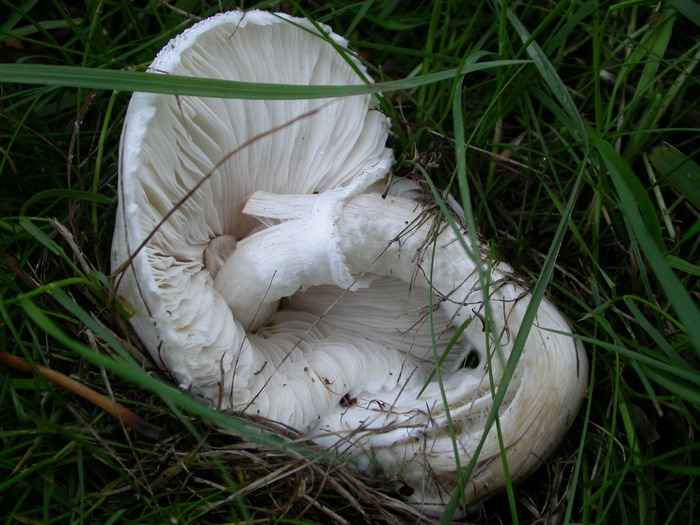 Leucoagaricus with a hard life