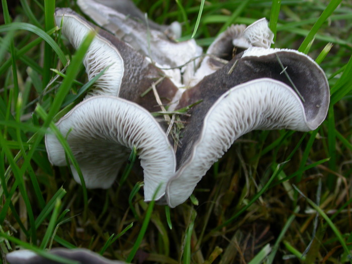 saddle-shaped mushroom