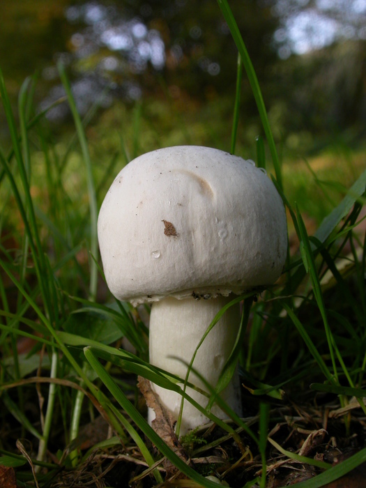 Agaricus sp