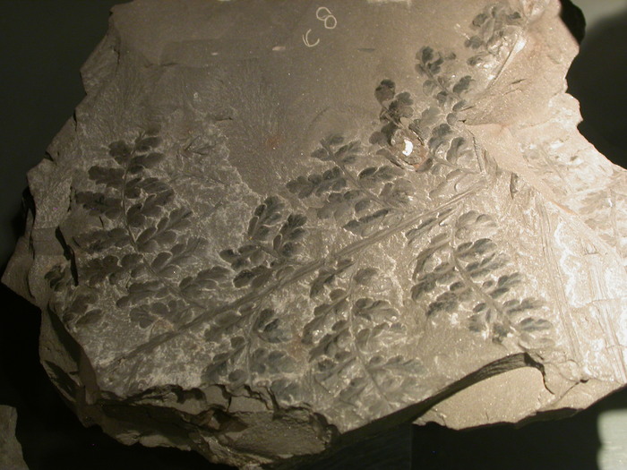 fossil ferns