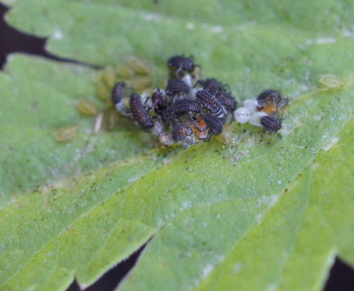 hatching ladies