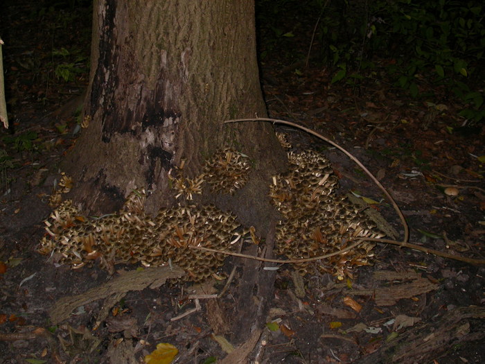 Armillaria sp.