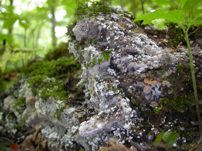 flat white wood-loving fungus