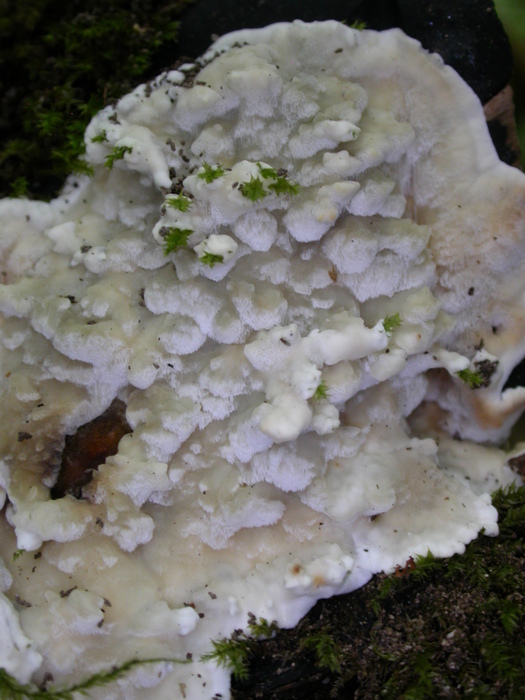 white flat wood fungus