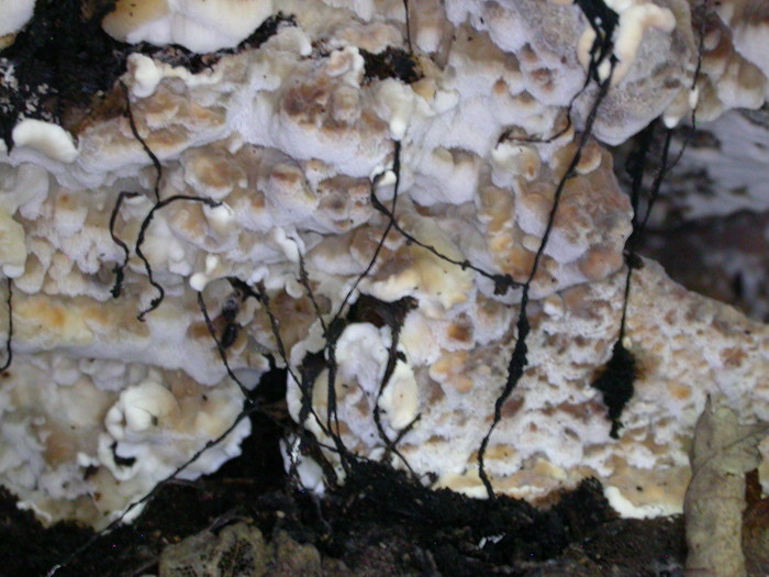art fungus