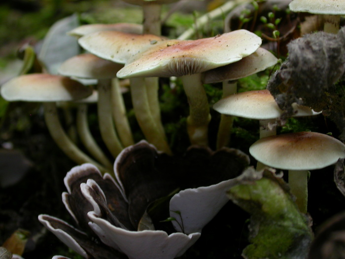 mixed fungus