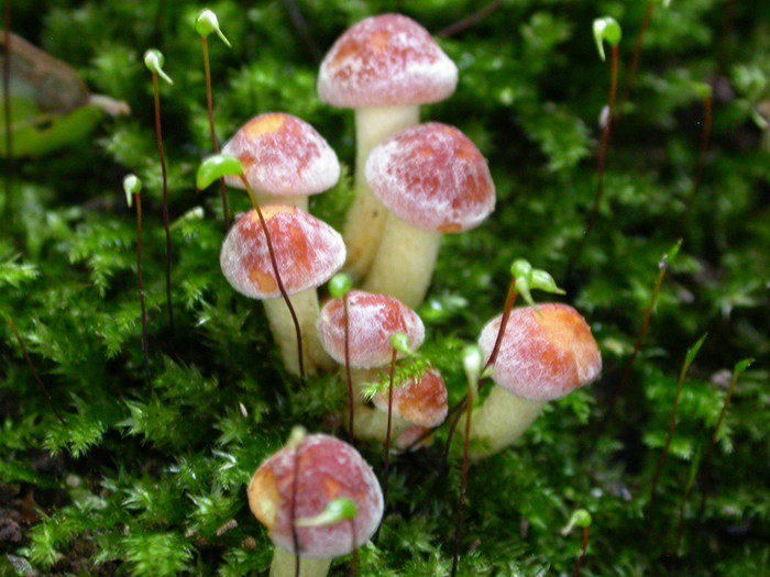 Hypholoma