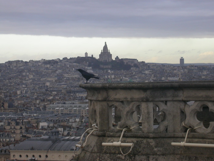 crow and Sacre Coeur