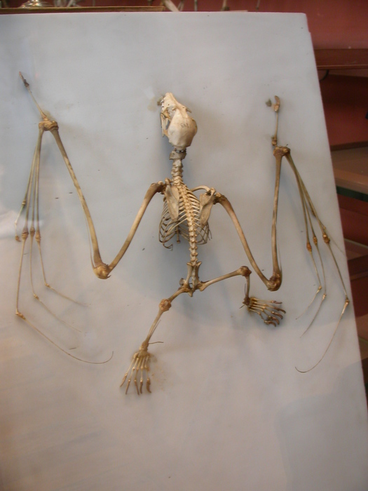 bat skeleton