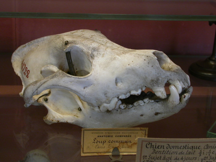 wolf skull