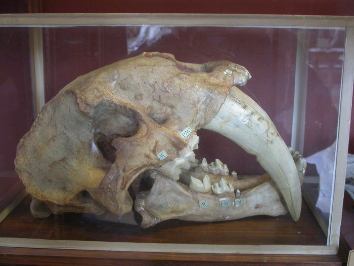 smilodon