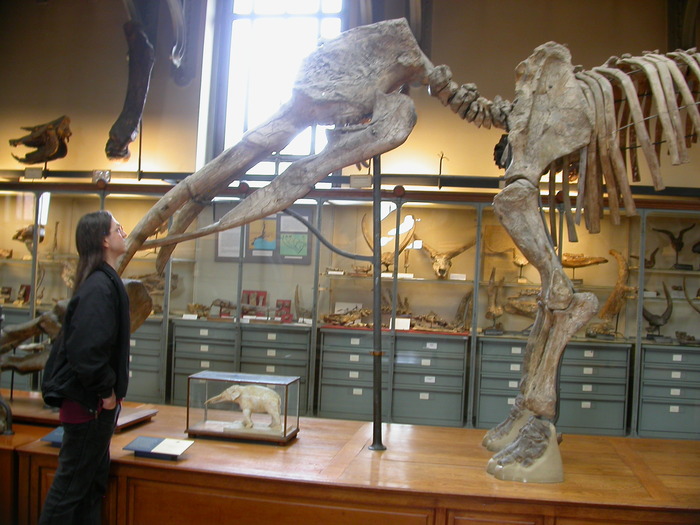 gomphothere