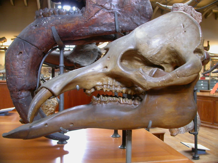 Moeritherium