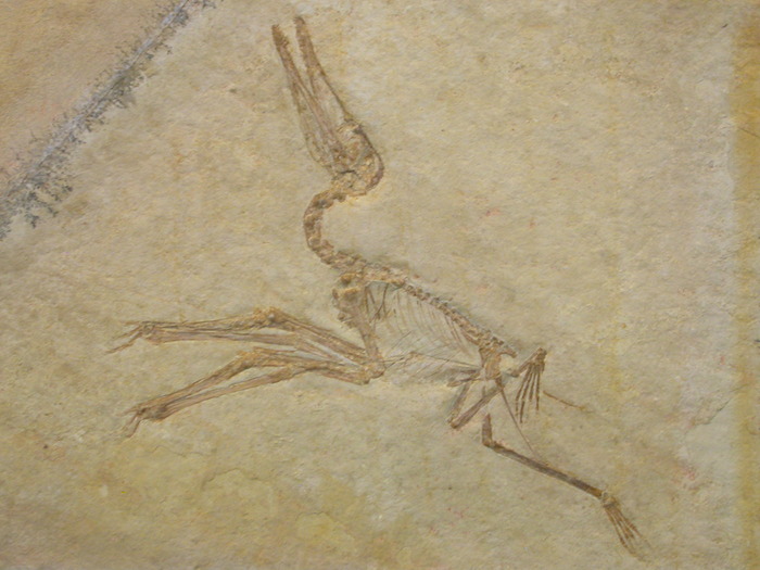 baby pterosaur