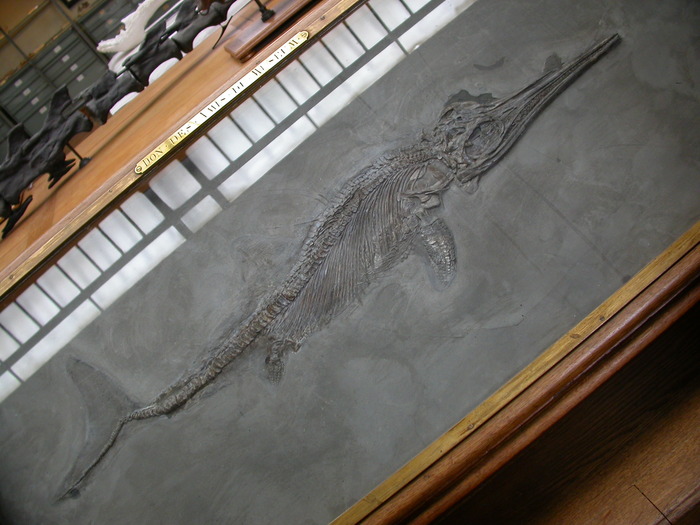 ichtheosaur