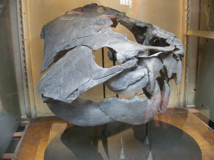 Dunkleosteus