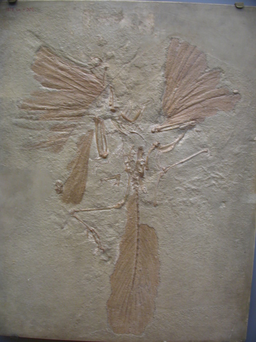 Archaeopteryx