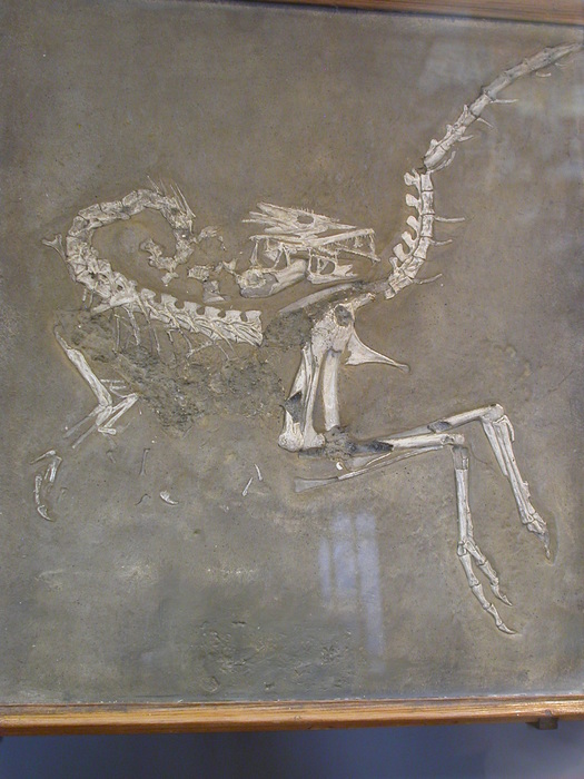 Compsognathus longipes