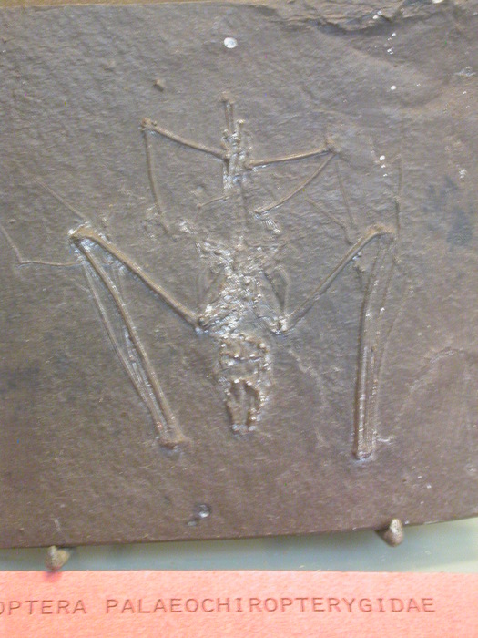 Chiroptera paleochiropterygidae