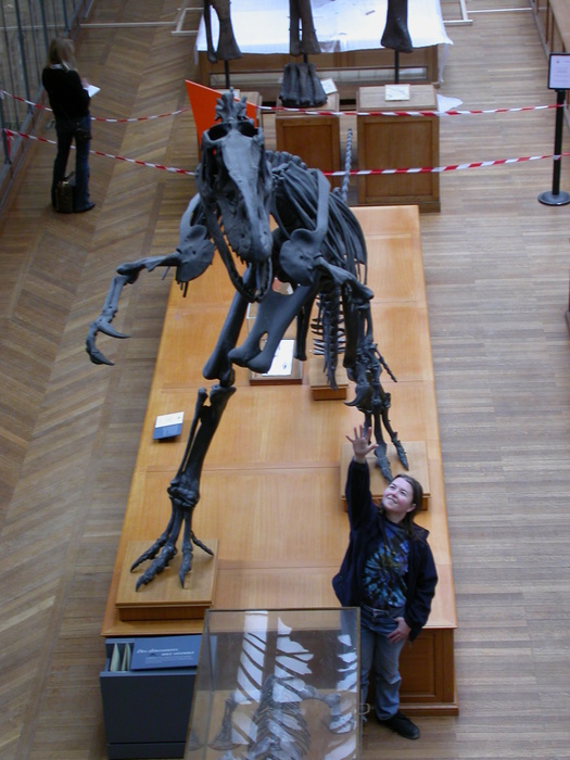 Allosaurus fragilis