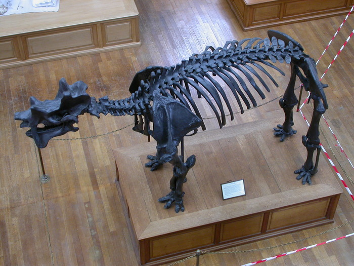 Uintatherium