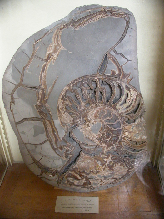 ammonite