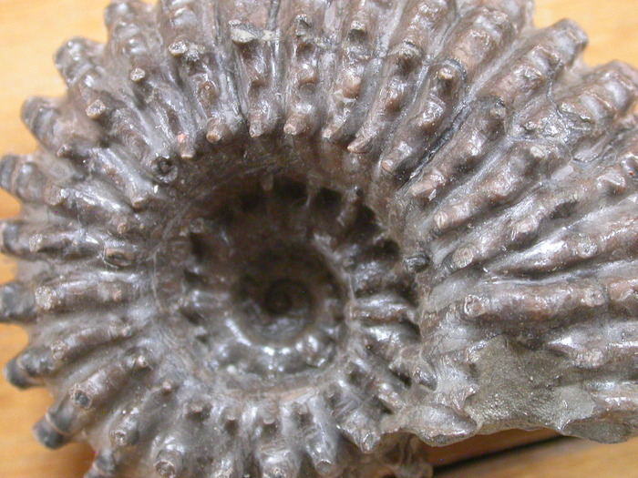ammonite + macro
