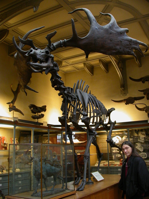 irish elk