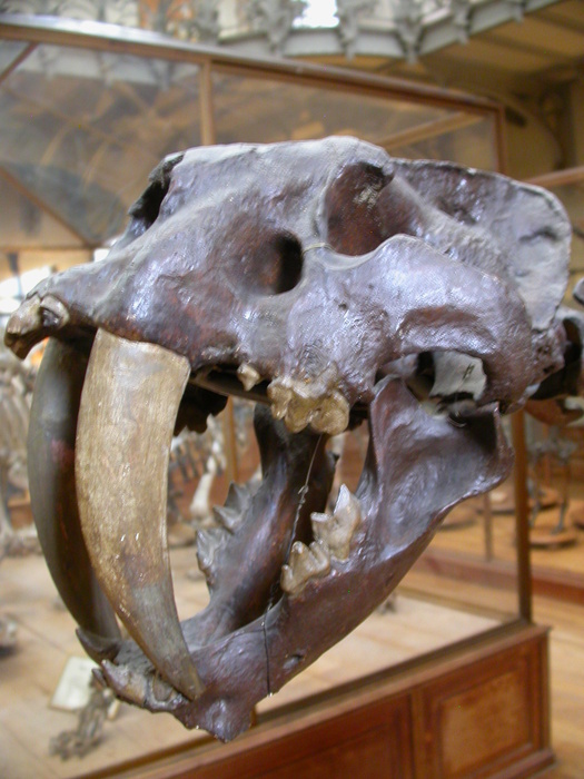 sabre tooth