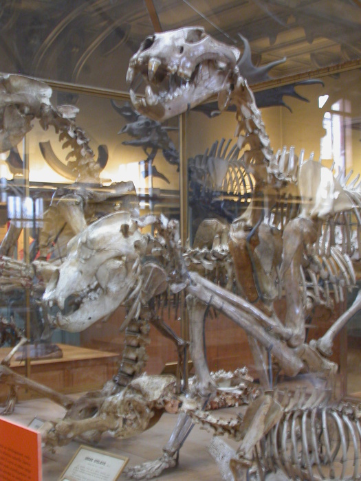 modern carnivores